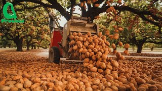 How Millions of Tons of Walnuts Are Harvested Using Advanced American Agricultural Technology [upl. by Stockmon879]