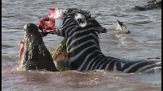 Zebras face ripped off by crocodiles crossing Mara river on Safari in Kenya [upl. by Mandych]