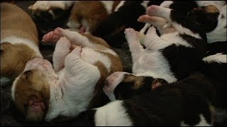 Two Week Old Basset Hound Puppies Live [upl. by Ramsey185]