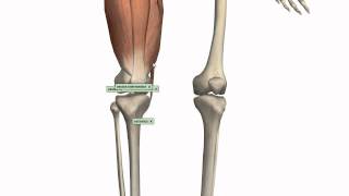 Muscles of the Thigh Part 1  Anterior Compartment  Anatomy Tutorial [upl. by Marr916]