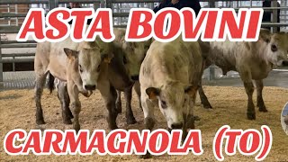 ASTA BOVINI CARMAGNOLA TO PIEMONTE 8 CAPI TOTALI AZROERO BESTIAME [upl. by Hatokad63]