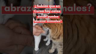 ¿Sabías que los coreanos tienen cafés donde puedes abrazar animales shorts animals [upl. by Pitts347]