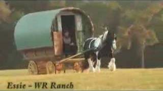 Gypsy Vanner Wagon From WR RANCH [upl. by Eimmaj477]