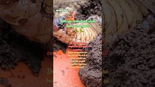 White worms – Grub worms garden terracegraden organicgardening vermicompost shorts viralshort [upl. by Nired]