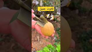 Beautiful quran tilawatquranrecitationytshortsnazamshortsfruittrendingforyouislamشفاافلام [upl. by Burkitt]