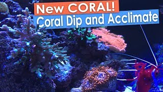 New Coral Frags Coral RX Dip and Coral Acclimation [upl. by Arres]