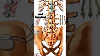 Coda Abbott Spine  medical 3danimation short 3d biology With Aliya [upl. by Fernande]