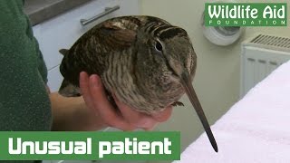 Beautiful woodcock hops to the hospital and home again [upl. by Ardiedak]