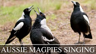 Australian Magpies Singing Collection Complex Calls amp Vocalisations [upl. by Sclater]