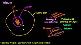 Hücre Çekirdeği Hücre Zarı Ribozomlar Ökaryotlar ve Prokaryot Biyoloji  Hücrenin Yapısı [upl. by Llebiram]