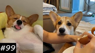 If You Want To Get A Corgi Watch This 😂🐶  Funny Corgi Video [upl. by Riley]