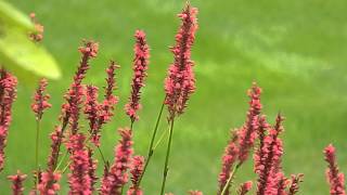 Persicaria amplexicaulis [upl. by Hsoj]