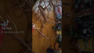 copperplatescript coppersmith copperstate arizona phoenix scorpiolover scorpion wire copper [upl. by Danita]