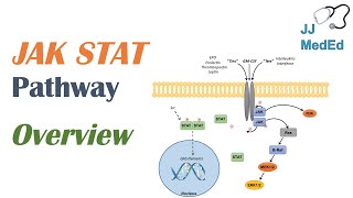 JAKSTAT Signaling Pathway [upl. by Laehcym]