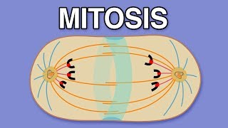 MITOSIS CYTOKINESIS AND THE CELL CYCLE [upl. by Nolahc]