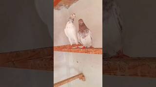 Jaith champion 2025 Bahawalpurindian pigeon indian lakhybirdspecies bird viralvideo shorts [upl. by Holder]