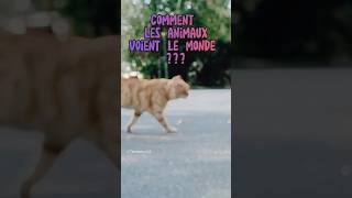 Comment les animaux voient le monde  secretsdesanimaux [upl. by Efrem]