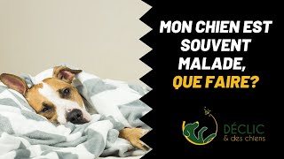 Comment faire si mon chien est souvent malade et quil a la diarrhée [upl. by Yursa414]