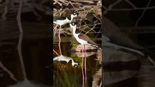 Blacknecked Stilt shorts birds [upl. by Sauers]