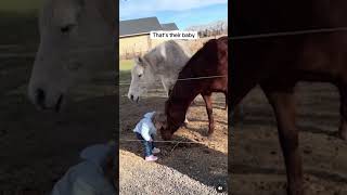 Dr Pol Reacts  to the Cutest Toddler amp Horse Moments 🐴💖 drpol HeartwarmingMoments [upl. by Rennoc]