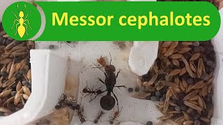 Ameisenkolonie Messor cephalotes Körnersammler Ameisen [upl. by Seibold]