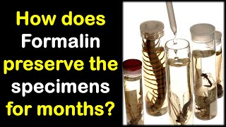 How does Formalin preserve the Biological Specimens  Hindi  Dr Priyank Singhvi [upl. by Chemarin]