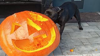 Bodzio Buldog francuski i dynia halloween [upl. by Kryska]