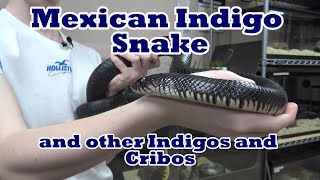 Mexican Indigo Snake and other Indigos and Cribos [upl. by Amme]