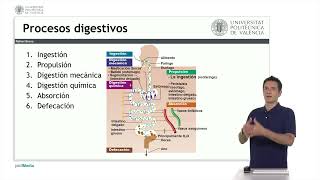 Las Funciones del Sistema Digestivo   UPV [upl. by Alansen]