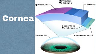 Fungal corneal ulcer  Mycotic corneal Ulcer Part 10 [upl. by Roxie]