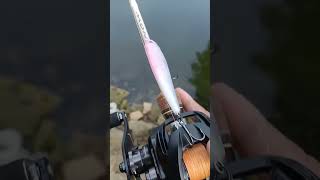 Rapala Snow 12lb x Daiwa zillion TW HD [upl. by Layton]