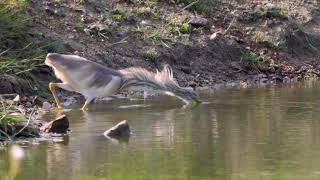 Hoopoe and Squacco Heron near Kilmore Quay Ireland [upl. by Paderna]