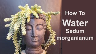 How To Water Sedum Morganianum [upl. by Dnalevelc]