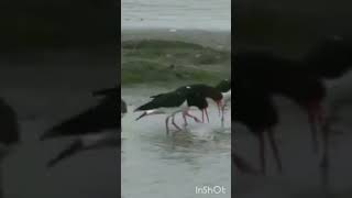 oystercatchers are hilarious 🤣 [upl. by Akapol]