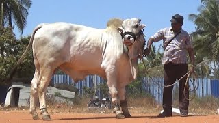 Great Ongole bull Ongole gitta pride of Andra Pradesh [upl. by Sleinad746]