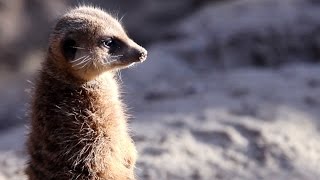 Na Wer guckt denn da  Tiere im Osnabrücker Zoo [upl. by Keily]