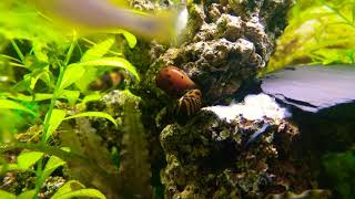 VITTINA SEMICONICA 🐌💘🐌 NERITINA NATALENSIS Caracol red spotted💘Caracol cebra video 4k  HD [upl. by Hanus]