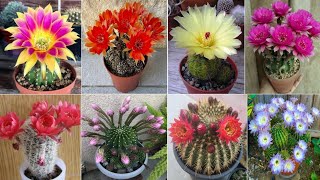 83 ECHINOPSIS Cactus Plant Varieties  Echinopsis Varieties  Echinopsis types  Plant and Planting [upl. by Annunciata173]