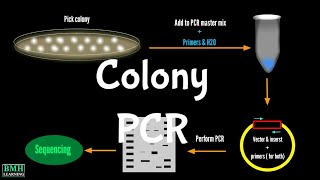 Colony PCR  Screening Bacterial Colonies With PCR [upl. by Olra495]