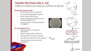 Strategies for Improving Soluble Protein Production in E coli [upl. by Hilaria]