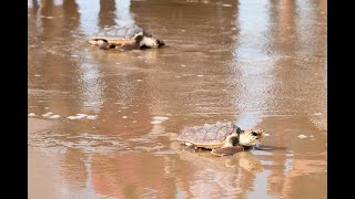 Suelta de tortugas Gandia [upl. by Libby]