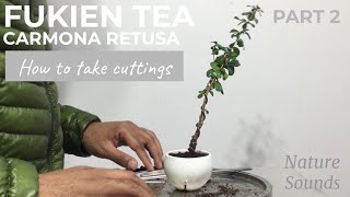 Fukien Tea Carmona Retusa How To Take Cuttings and Plant Them Part 2 Jan2022 [upl. by Stout]