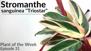 How To Care For Stromanthe sanguinea quotTriostarquot  Plant Of The Week Ep 31 [upl. by Arathorn]