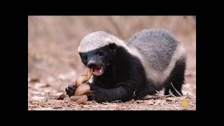 Honey Badger  Natures Toughest Warrior [upl. by Verlie]