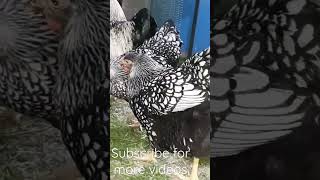 Silver Laced Wyandotte [upl. by Ahcsas]