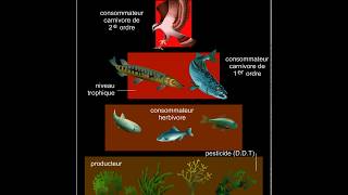 Chaîne alimentaire et contamination [upl. by Neelrac]