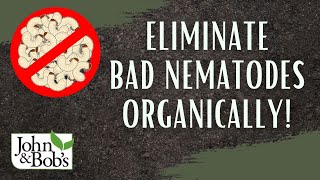 How To Get Rid Of Nematodes  Eliminate Bad Nematodes and Grubs Organically [upl. by Fritzsche319]