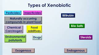 Metabolism of Xenobiotics  2nd Year MBBS  Lecture 01 [upl. by Aicile]