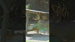 Sweetwater Plantation Buck Cam 348 [upl. by Kovacev]