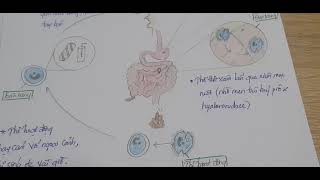 Trùng lông Balantidium coli [upl. by Eldredge]